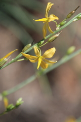 Echeandia falcata