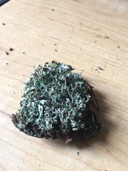 Cladonia phyllophora