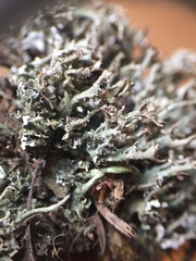 Cladonia phyllophora