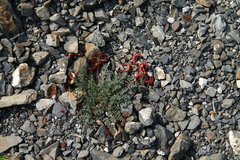 Astragalus nutzotinensis