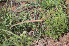 Echeandia falcata