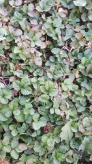 Potentilla indica