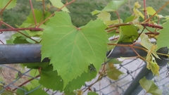 Vitis riparia