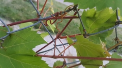 Vitis riparia