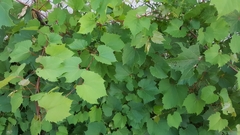Vitis riparia