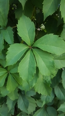 Parthenocissus quinquefolia