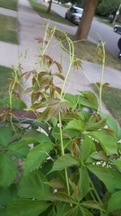 Parthenocissus quinquefolia