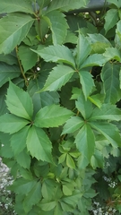 Parthenocissus quinquefolia