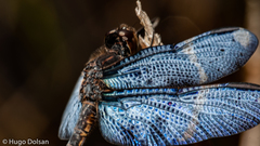 Zenithoptera lanei