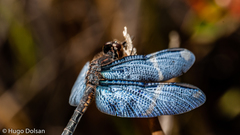 Zenithoptera lanei