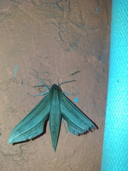 Xylophanes loelia