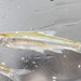 Notropis atherinoides - Photo 由 dexternienhaus 所上傳的 (c) dexternienhaus，保留部份權利CC BY-NC