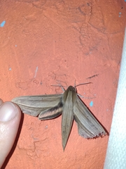 Xylophanes loelia