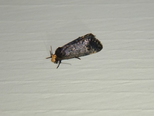 Pelecystola nearctica photo 4