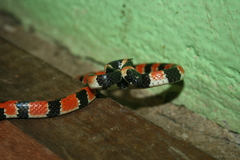 Sibon anthracops