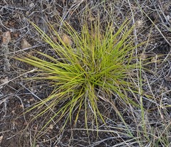 Carex planostachys