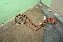 Sibon anthracops
