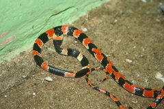 Sibon anthracops