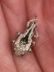 Dermatoxenus caesicollis