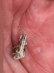 Dermatoxenus caesicollis