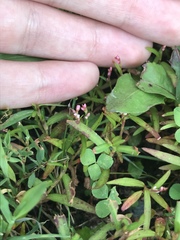 Persicaria minor