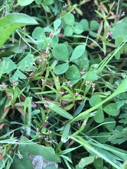 Persicaria minor