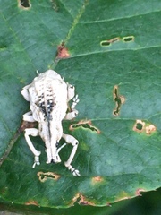 Dermatoxenus caesicollis