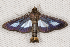 Diaphania praxialis