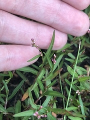 Persicaria minor