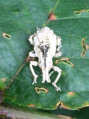 Dermatoxenus caesicollis