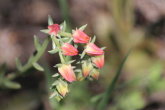 Echeveria bifida