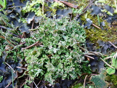 Cladonia phyllophora