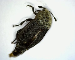 Thanatophilus lapponicus