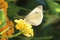 Pieris rapae