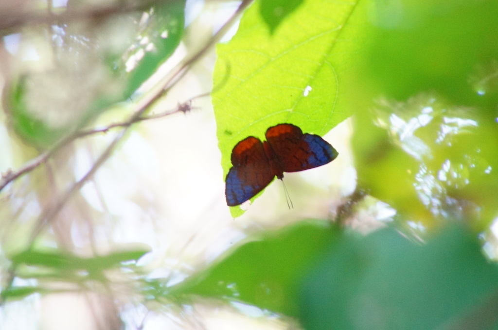 Hypophylla zeurippa