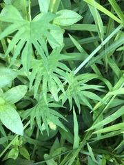 Ipomoea × multifida