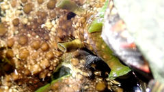 Dolabrifera brazieri