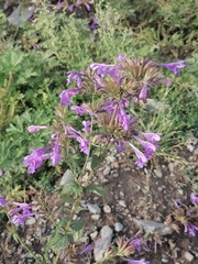Nepeta sibirica