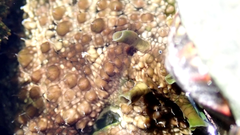 Dolabrifera brazieri