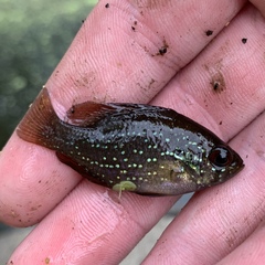 Enneacanthus gloriosus