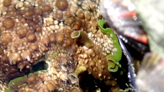 Dolabrifera brazieri