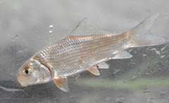 Carpiodes cyprinus