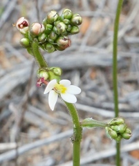 Stylidium piliferum