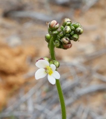 Stylidium piliferum