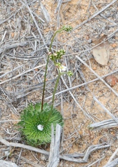 Stylidium piliferum