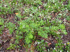Astragalus robbinsii