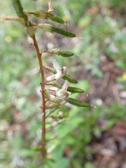 Astragalus robbinsii