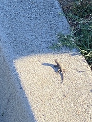 Sceloporus occidentalis