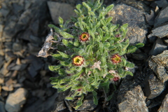 Erigeron denalii