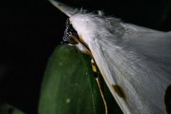 Sericoptera